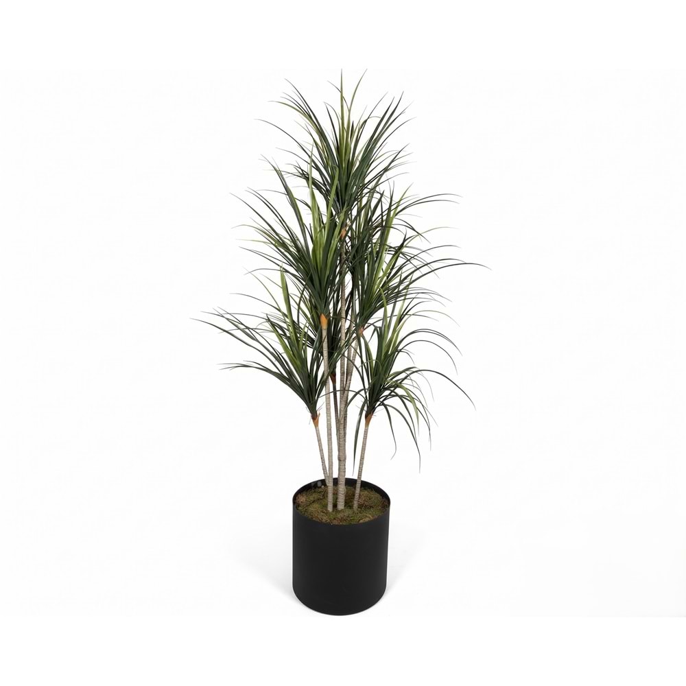 200 CM UV YUKKA