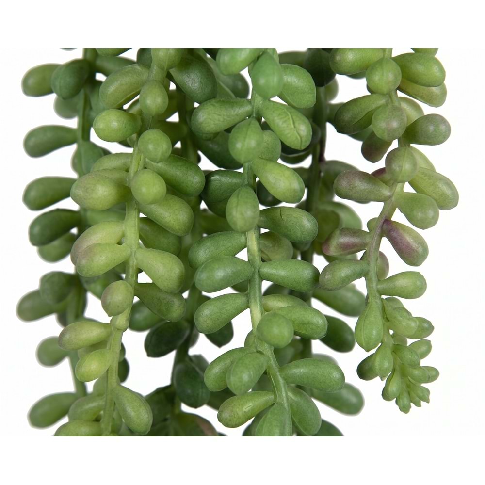 40 CM SARKAN BİTKİ