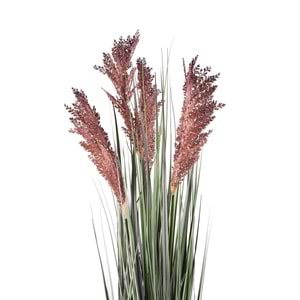 80 CM PAMPAS MOR