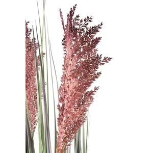80 CM PAMPAS MOR