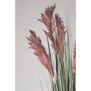 80 CM PAMPAS MOR