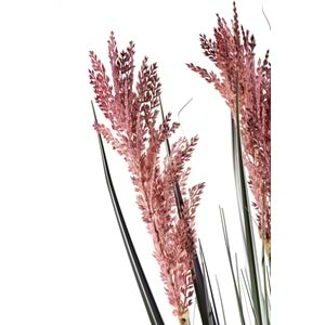 110 CM PAMPAS MOR