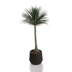 180 CM YUCCA