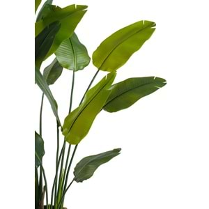 180 CM STARLICE NICOLAI