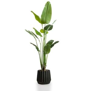 210 CM STARLICE NICOLAI