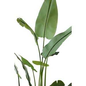210 CM STARLICE NICOLAI