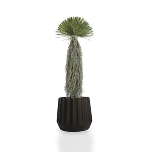 150 CM DRACAENA BALL TREE