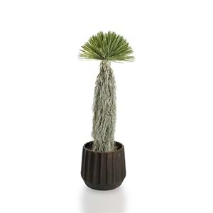 150 CM DRACAENA BALL TREE