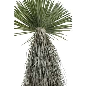 150 CM DRACAENA BALL TREE