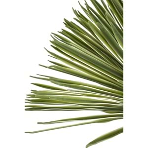 150 CM DRACAENA BALL TREE