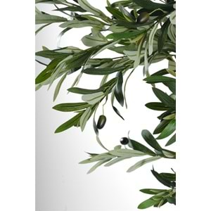240 CM ZEYTİN AĞACI
