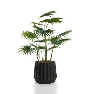 120 CM FAN PALM