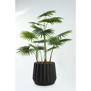 120 CM FAN PALM