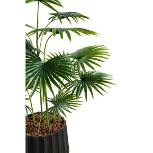120 CM FAN PALM