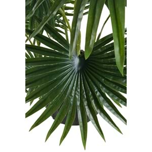 120 CM FAN PALM