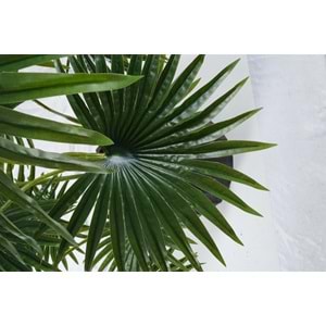 120 CM FAN PALM