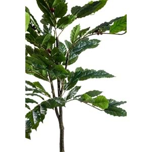 150 CM KAHVE AĞACI