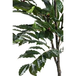 150 CM KAHVE AĞACI