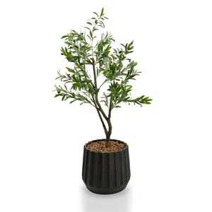 120 CM ZEYTİN AĞACI