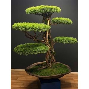 100*160*180 CM SAKSILI BONSAI