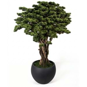 SAKSILI BONSAI