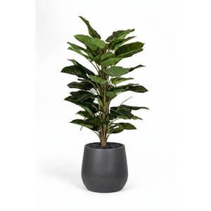 160 CM POTHOS