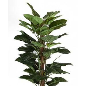 160 CM POTHOS