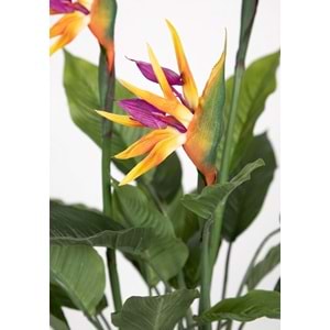 80 CM ÇİÇEKLİ STARLICE