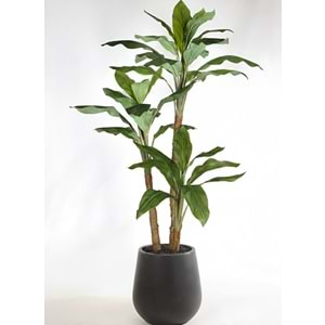 190 CM DRACENA