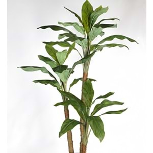 190 CM DRACENA