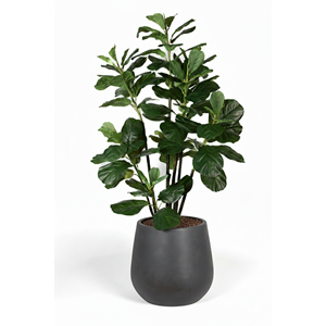 180 CM FICUS LYRATA