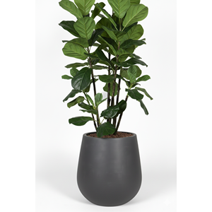 180 CM FICUS LYRATA