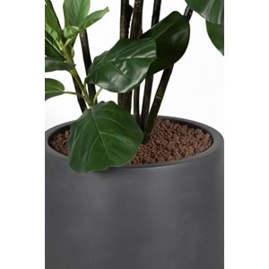 180 CM FICUS LYRATA