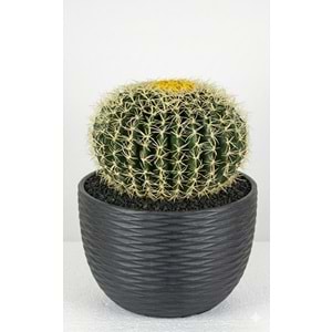 18 CM TOP KAKTUS