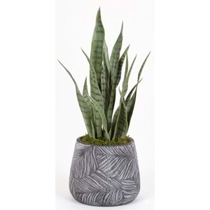 65 CM SANSEVERIA