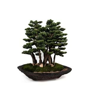 130 CM SAKSILI AĞAÇ BONSAI