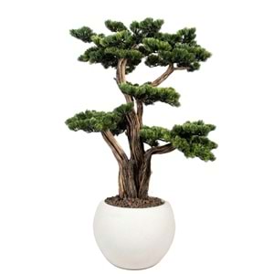 120 CM SAKSILI AĞAÇ BONSAI
