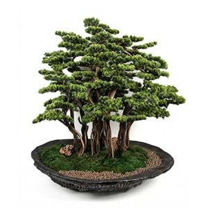 BONSAI AĞAÇ 120*125