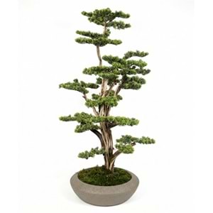 BONSAI 100*120 CM