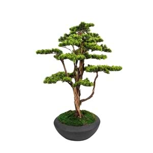 120 CM SAKSILI BONSAI AĞAÇ