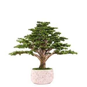 BONSAI HAYAT AĞACI 170*200