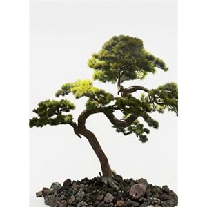 250 CM BONSAI