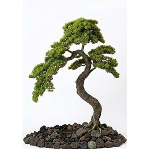 120 CM BONSAI