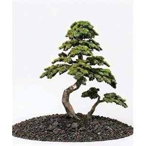 200 CM BONSAI