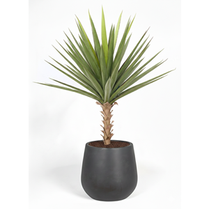 118 CM AGAVE