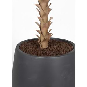 118 CM AGAVE