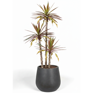150 CM YUCCA