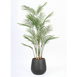 150 CM AREKA