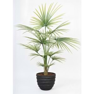 KWAI PALM
