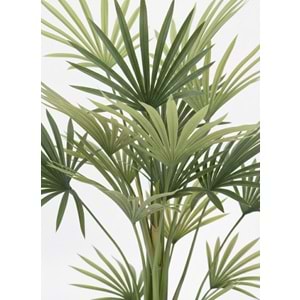 KWAI PALM
